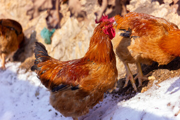 Big rooster in the farm