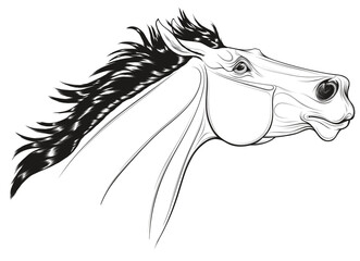 Linear portrait of a thoroughbred horse with its head up. Running stallion laid its ears back. Black and white vector illustration for decoration of equestrian goods.
