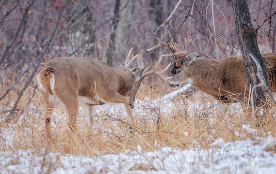 Whitetailed bucks in standoff