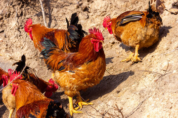 Big rooster in the farm