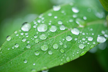 Green leaves and drops of water are used for natural background.