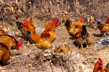 Big rooster in the farm