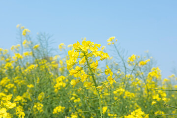 Obraz premium Rape flowers in field with blue sky in spring