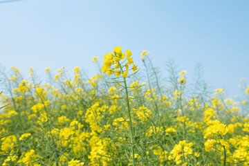 Rape  flowers in field with blue sky in spring