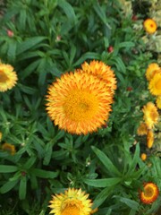Yellow Dandelion