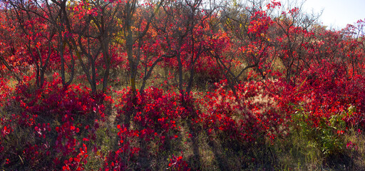 Beautiful autumn red shrub. Azerbaijan.