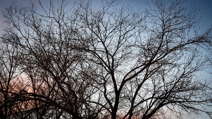 Fototapeta na wymiar Tree Branches Against Dark Sky