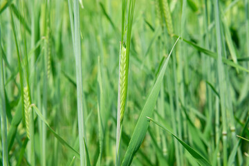 Fototapeta na wymiar Juicy fresh ears of young green wheat on nature in spring summer field close-up of macro