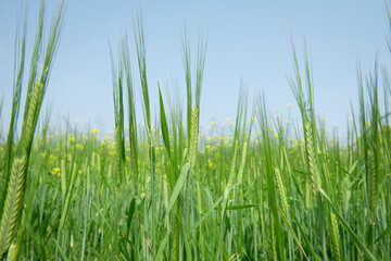 Juicy fresh ears of young green wheat on nature in spring summer field close-up of macro