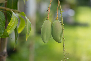 Mango Barracuda on the tree.