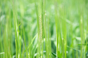 Juicy fresh ears of young green wheat on nature in spring summer field close-up of macro