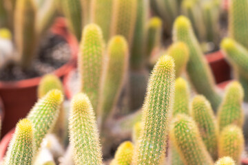 Beautiful Golden finger cactus mammillaria elongata