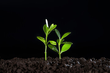 Yong tree plant seedling growing in soi -New beginnings