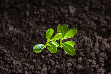 Yong tree plant seedling growing in soi -New beginnings