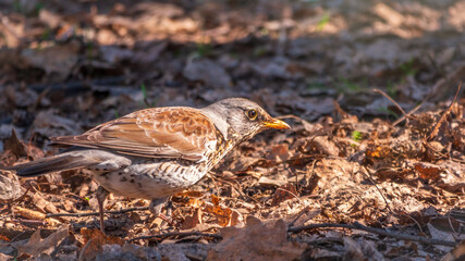 Fieldfare, Turdus pilaris, on a sprng lawn.