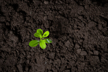Yong tree plant seedling growing in soi -New beginnings