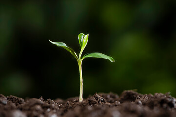Little green seedlings growing in soil