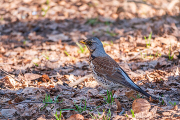 Fieldfare, Turdus pilaris, on a sprng lawn.