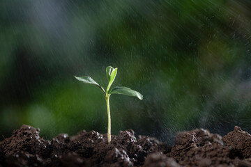 Little green seedlings growing in soil with the drops of water