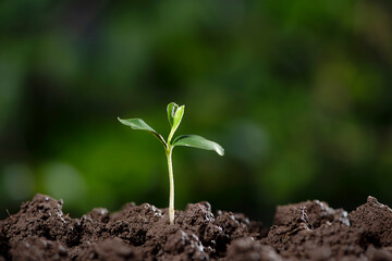 Little green seedlings growing in soil