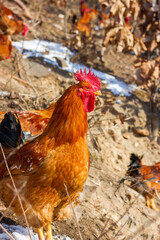 Big rooster in the farm