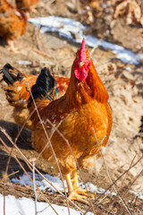 Big rooster in the farm