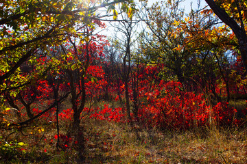 Beautiful autumn red shrub. Azerbaijan.