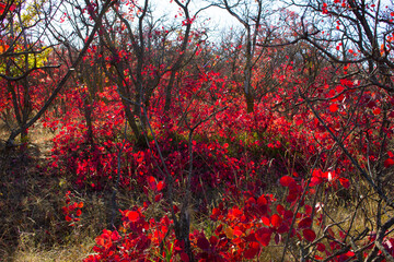 Beautiful autumn red shrub. Azerbaijan.
