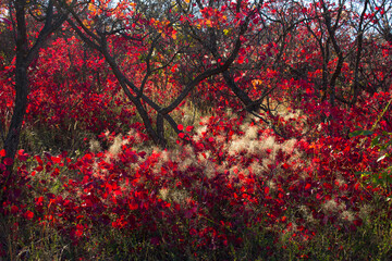 Beautiful autumn red shrub. Azerbaijan.