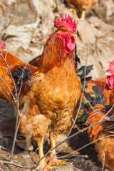 Big rooster in the farm