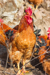 Big rooster in the farm