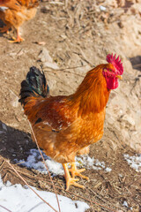 Big rooster in the farm