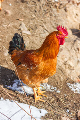 Big rooster in the farm