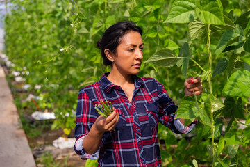 Naklejka na ściany i meble Colombian woman farmer hand harvesting crop of bean in large greenhouse in springtime