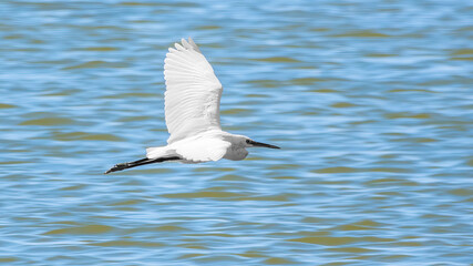 The flight of the little egret.