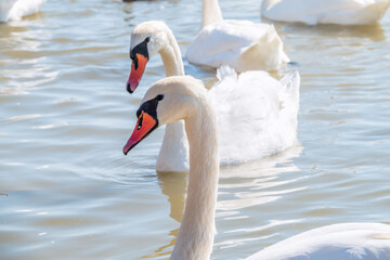 Graceful white Swans swimming in the lake, swans in the wild