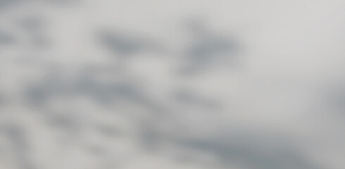 Abstract Shadows, blurred background of gray leaves and natural trees that reflect concrete walls, fallen branches on white wall surfaces for blurred backgrounds and black and white wallpapers.