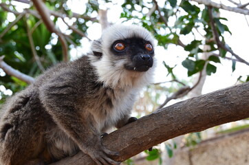 Cute lemur on tree