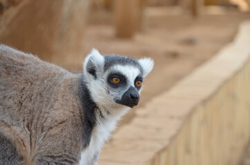 Cute lemur in the park