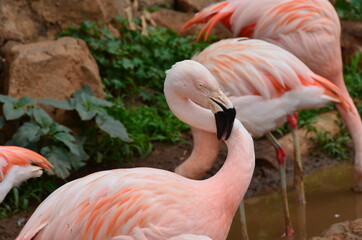 Graceful pink flamingos in the park