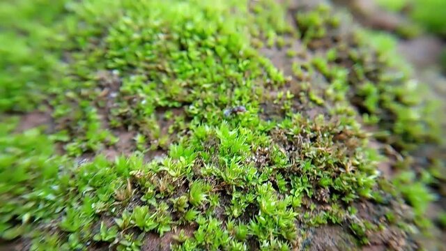 a small ants walking on the moss grass