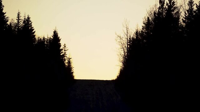Orange sky with the silhouette of pines on the sides of a road.