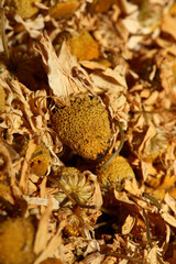 Chamomile dried ready for tee macro background Matricaria chamomilla family asteraceae modern high quality prints