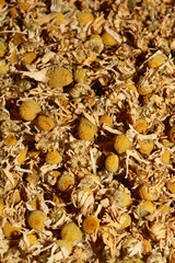 Chamomile dried ready for tee macro background Matricaria chamomilla family asteraceae modern high quality prints