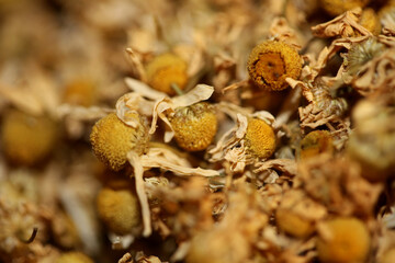 Chamomile dried ready for tee macro background Matricaria chamomilla family asteraceae modern high quality prints