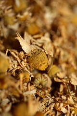 Chamomile dried ready for tee macro background Matricaria chamomilla family asteraceae modern high quality prints