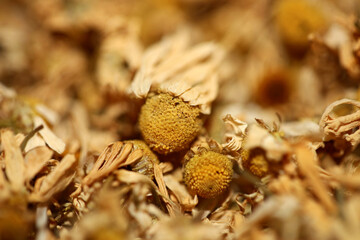 Chamomile dried ready for tee macro background Matricaria chamomilla family asteraceae modern high quality prints