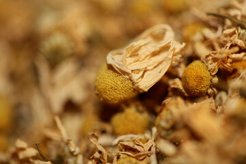 Chamomile dried ready for tee macro background Matricaria chamomilla family asteraceae modern high quality prints