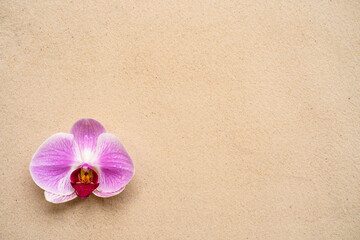 Fototapeta na wymiar Blossem phalaenopsis orchid on sandy background.