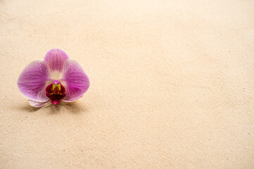 Blossem phalaenopsis orchid on sandy background.